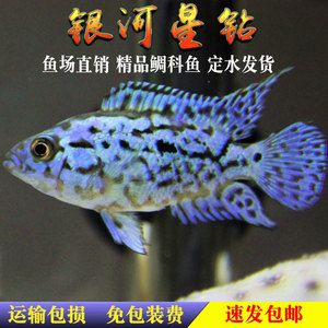 銀河星鉆魚品牌對比評測：銀河星鉆魚品種解析與比較 銀河星鉆魚 第5張