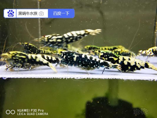 銀河星鉆魚養(yǎng)殖成本構(gòu)成：關(guān)于銀河星鉆魚的養(yǎng)殖成本構(gòu)成 銀河星鉆魚 第2張