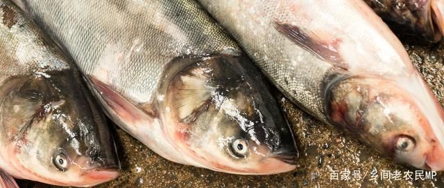 雙線側(cè)魚繁殖后疾病預(yù)防：雙線側(cè)魚繁殖后的疾病預(yù)防策略和實(shí)踐建議雙線側(cè)魚環(huán)境布置注意事項(xiàng) 其他寵物 第1張