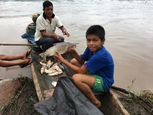 亞馬遜河魚類保護(hù)國(guó)際合作案例：亞馬遜河流域國(guó)際合作機(jī)制 巴西亞魚苗 第5張