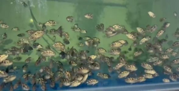 銀河星鉆魚(yú)繁殖期飼料搭配：銀河星鉆魚(yú)繁殖期飼料品牌推薦 銀河星鉆魚(yú) 第1張