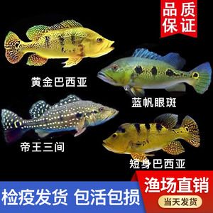 藍(lán)帆眼斑魚(yú)混養(yǎng)常見(jiàn)問(wèn)題：藍(lán)帆眼斑魚(yú)混養(yǎng)最佳伴侶 巴西亞魚(yú)苗 第1張