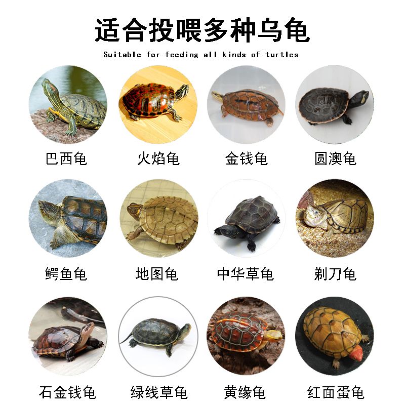 如何判斷巴西龜飼料新鮮度：巴西龜飼養(yǎng)方法 白化巴西龜（白巴） 第5張