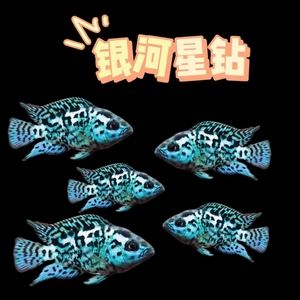 銀河星鉆魚市場價(jià)格波動(dòng)原因：銀河星鉆魚價(jià)格波動(dòng)原因 銀河星鉆魚 第4張