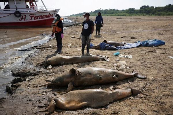 亞馬遜河魚類遷徙模式研究：亞馬遜河魚類在季節(jié)性遷徙中展現(xiàn)了獨(dú)特的生態(tài)適應(yīng)策略 巴西亞魚苗 第2張