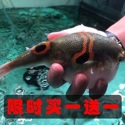 狗頭魚觀賞價(jià)值評(píng)估方法：狗頭魚品種色彩對(duì)比圖鑒狗頭魚觀賞價(jià)值的評(píng)估方法 斑馬狗頭魚 第2張