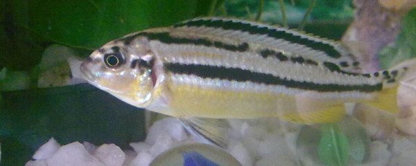 狗頭魚(yú)性成熟標(biāo)志的圖片對(duì)比：狗頭魚(yú)性成熟標(biāo)志可以通過(guò)觀察其身體特征來(lái)識(shí)別 斑馬狗頭魚(yú) 第1張