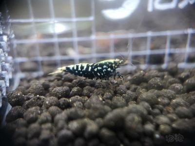 銀河星鉆魚飼料品牌推薦：銀河星鉆魚飼料品牌推薦,如何辨別魚飼料質(zhì)量優(yōu)劣 銀河星鉆魚 第4張