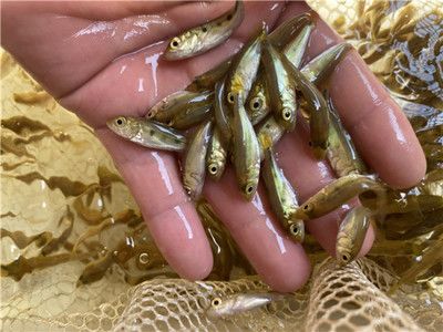 巴西亞魚苗餌料選擇指南：巴西亞魚苗的餌料選擇指南 巴西亞魚苗 第3張