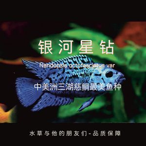 銀河星鉆魚(yú)繁殖期水質(zhì)管理技巧：星鉆魚(yú)繁殖期水溫控制要點(diǎn)，如何監(jiān)測(cè)星鉆魚(yú)繁殖水質(zhì) 銀河星鉆魚(yú) 第3張