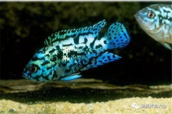 提高銀河星鉆魚繁殖成功率方法：銀河星鉆魚繁殖期飼料搭配,如何判斷銀河星鉆魚配對成功 銀河星鉆魚 第2張