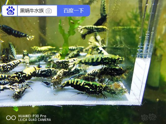 提高銀河星鉆魚繁殖成功率方法：銀河星鉆魚繁殖期飼料搭配,如何判斷銀河星鉆魚配對成功 銀河星鉆魚 第1張