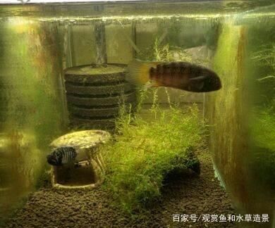 泰龐海鰱魚繁殖成功率提升：泰龐海鰱魚繁殖成功率提升需要考慮多個因素