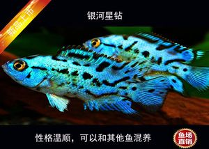 銀河星鉆魚市場(chǎng)售價(jià)查詢：水族論壇銀河星鉆魚市場(chǎng)售價(jià)信息查詢銀河星鉆魚市場(chǎng)售價(jià) 銀河星鉆魚 第1張