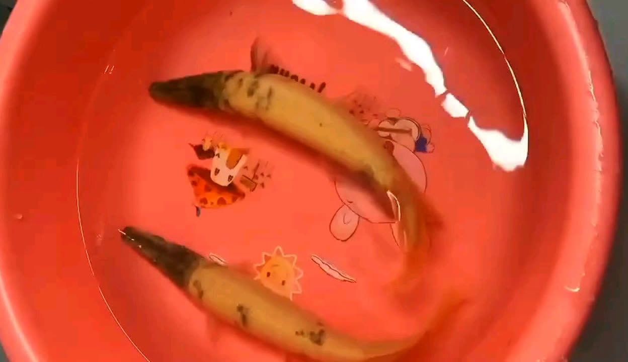 幽靈火箭魚魚卵隔離技巧：幽靈火箭魚魚卵孵化期間 白化火箭魚 第4張