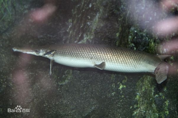 亞馬遜河魚類種群恢復(fù)方法：-亞馬遜河魚類種群恢復(fù)方法綜述與未來展望 巴西亞魚苗 第3張