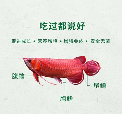 銀河星鉆魚(yú)繁殖期飲食管理：銀河星鉆魚(yú)繁殖期水質(zhì)管理技巧，如何判斷銀河星鉆魚(yú)營(yíng)養(yǎng)充足 銀河星鉆魚(yú) 第6張