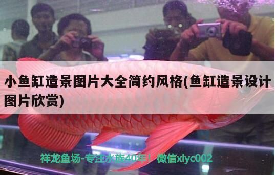 銀河星鉆魚繁殖期飼料品牌推薦：適合銀河星鉆魚繁殖期的飼料品牌tetraminpro 銀河星鉆魚 第5張