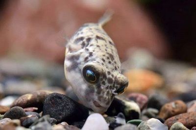 狗頭魚飼料的營養(yǎng)成分：狗頭魚飼料及牌推薦 斑馬狗頭魚