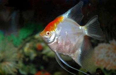 巴西亞魚飼料選擇技巧：巴西亞魚飼料保存方法 巴西亞魚苗 第1張