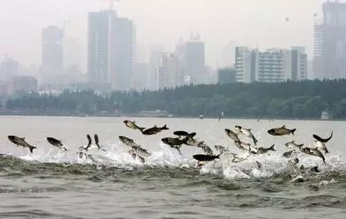 銀河星鉆魚疾病預(yù)防措施：如何檢測魚缸水質(zhì)指標(biāo) 銀河星鉆魚 第2張