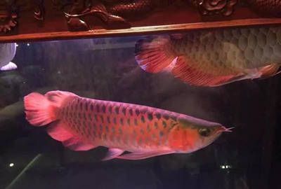 龍魚飼料哪個品牌好用又實惠：哪個品牌的龍魚飼料既環(huán)保又經(jīng)濟實惠？ 水族問答 第2張