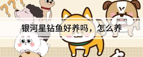 銀河星鉆魚繁殖期飼料選擇：銀河星鉆魚在繁殖期間的飼料選擇對于健康和繁殖成功率至關(guān)重要 銀河星鉆魚 第1張