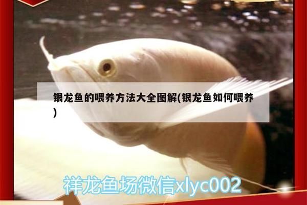 龍魚飼料哪種好養(yǎng)一點：-龍魚飼料選擇合適的飼料至關重要 水族問答 第1張