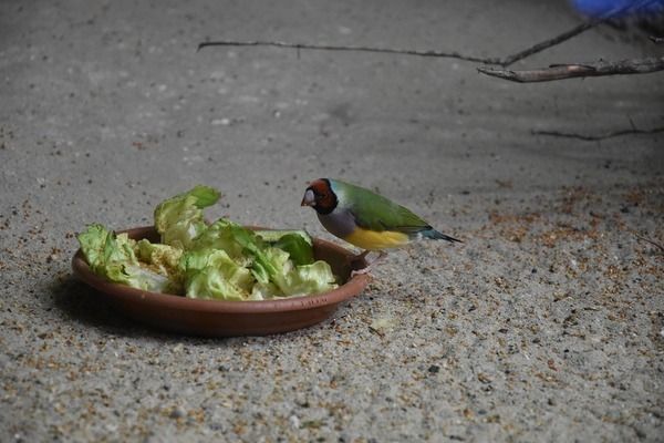 如何判斷白化火箭魚是否肥胖：如何判斷白化火箭魚是否肥胖，白化火箭魚是否肥胖 白化火箭魚 第4張