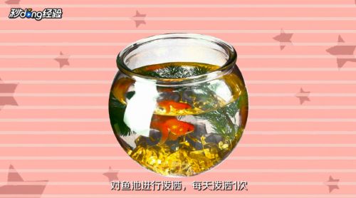 小瓜蟲病治療后的護(hù)理方法：小瓜蟲病治療后的護(hù)理 其他寵物 第3張