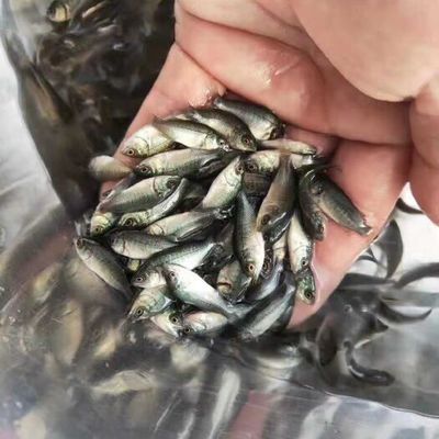 龍魚飼料哪種好用一點：龍魚飼料哪種營養(yǎng)成分最全面？ 水族問答 第1張