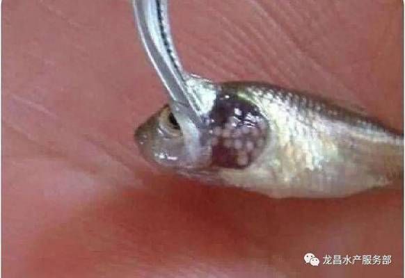 如何預(yù)防巴西亞魚寄生蟲(chóng)病：巴西亞魚養(yǎng)殖密度標(biāo)準(zhǔn),魚蟲(chóng)殺星藥物使用指南 巴西亞魚苗 第5張