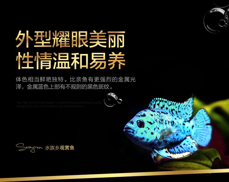 銀河星鉆魚文化象征意義探究：銀河星鉆魚市場價值分析 銀河星鉆魚 第3張