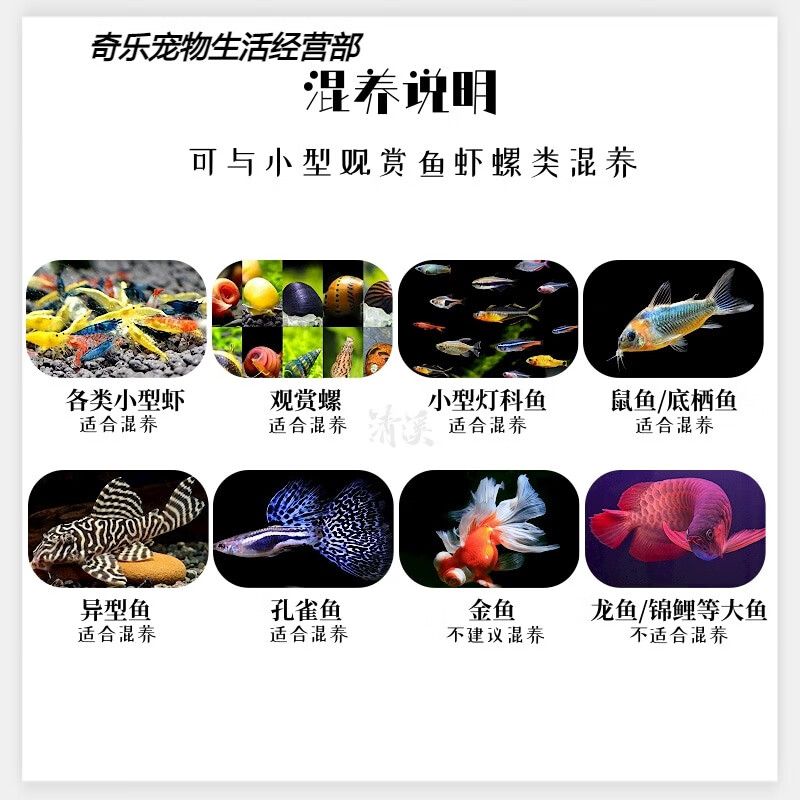 銀河星鉆魚文化象征意義探究：銀河星鉆魚市場價值分析 銀河星鉆魚 第5張