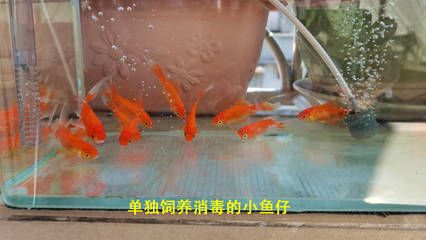 如何診斷巴西亞魚(yú)的寄生蟲(chóng)病：巴西亞魚(yú)寄生蟲(chóng)病的診斷方法 巴西亞魚(yú)苗 第2張