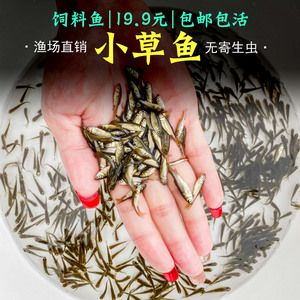 如何診斷巴西亞魚(yú)的寄生蟲(chóng)?。喊臀鱽嗶~(yú)寄生蟲(chóng)病的診斷方法 巴西亞魚(yú)苗 第5張