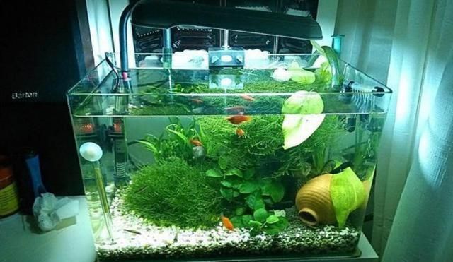 龍魚飼料品牌排名：龍魚飼料品牌排名中 水族問答 第1張