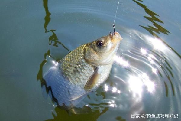 冬季釣鯽魚餌料選擇：冬季釣鯽魚商品餌推薦,紅蟲餌料使用方法推薦