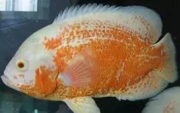 龍魚飼料品牌排行榜：龍魚飼料品牌排行榜排行榜龍魚飼料品牌排行榜 水族問答 第1張