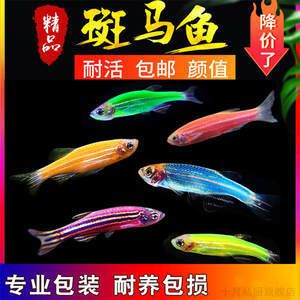 如何判斷黃金斑馬魚健康狀況：如何判斷黃金斑馬魚的健康狀況 其他寵物 第4張