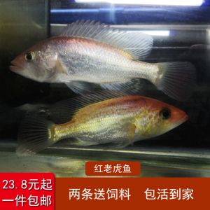 金老虎魚適宜的pH值范圍：金老虎魚最佳飼養(yǎng)水溫，金老虎魚食物選擇指南 巴西亞魚苗 第2張