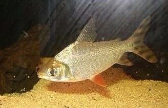 龍魚飼料什么牌子好一點的好用：關(guān)于龍魚飼料的問題 水族問答 第1張