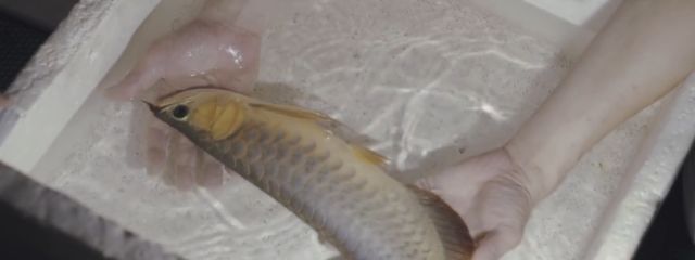 龍魚飼料什么牌子好一點的好用：關(guān)于龍魚飼料的問題 水族問答 第2張