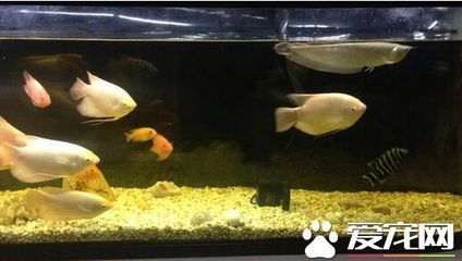 招財魚幼魚適宜水溫范圍：招財魚幼魚最佳生長水溫 其他寵物 第2張