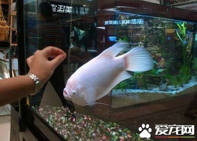 招財魚幼魚適宜水溫范圍：招財魚幼魚最佳生長水溫 其他寵物 第6張