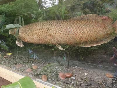 亞馬遜河魚類保護(hù)法規(guī)案例：亞馬遜河流域的魚類保護(hù)案例 巴西亞魚苗 第5張