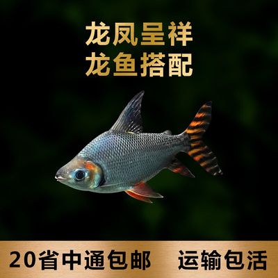 飛鳳魚苗光照周期設(shè)置：飛鳳魚苗光照周期設(shè)置并沒有直接相關(guān)的信息介紹具體方法