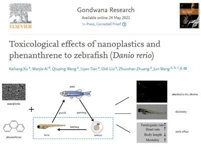 納米魚市場需求分析：納米魚市場發(fā)展趨勢分析 其他寵物 第4張