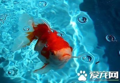 混養(yǎng)水族箱氧氣供應(yīng)方案：混養(yǎng)水族箱中氧供應(yīng)方案的優(yōu)勢(shì)和可能面臨的挑戰(zhàn) 其他寵物 第4張