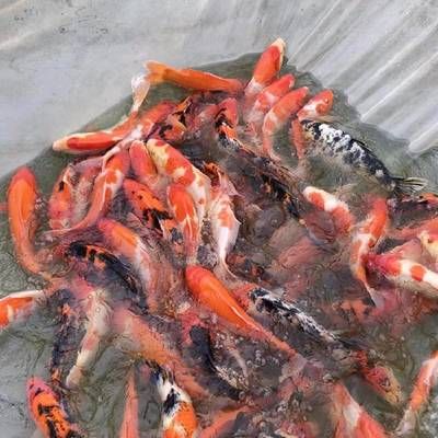 蝴蝶鯉魚苗培育常見問題：蝴蝶鯉魚苗培育過程中常見的問題及其解決方案 其他寵物 第2張